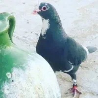 کفتر