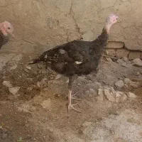 بوقلمون برنز