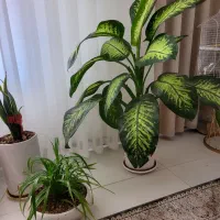 گل دیفن باخیا بزرگ