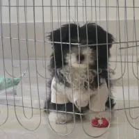 پودل مالتیز