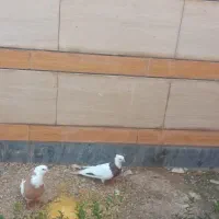 یک جفت توقی
