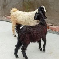 دوتا بزغاله نر ماده