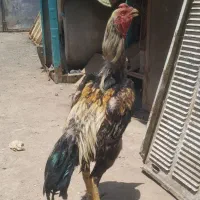 لاری معاوضه با هرچی