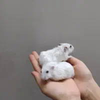همستر بامزه