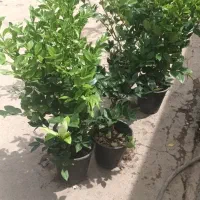 یاس هلندی
