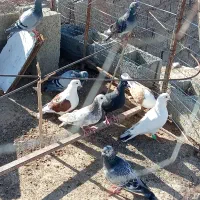 کبوتر پرشی