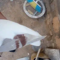 کفتر نسل دار