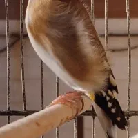 سهره نر جوجه قفس مست گلدار روانی