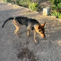 سگ ژرمن