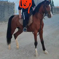 اسب