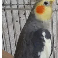عروس هلندی گم شده