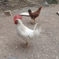 مرغ و خروس