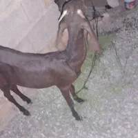 بز پنجابی اصل
