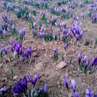 زمین-کشاورزی-برای-هرکشت