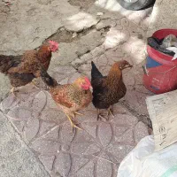 دو خروس و سه مرغ