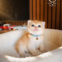 گربه در رنگهای خاص و بینظیر