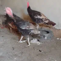 بقلمون