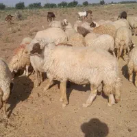 قوچ سنجابی