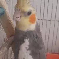 عروس هلندی نر