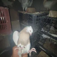 کبوتر تقی کله ای کله دم سبز