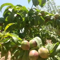 کشاورزی دارای ۳۰ سیاه درخت