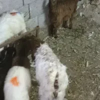 6راس بزغاله یک راس بره