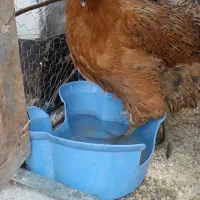 مرغ محلی وخوروس ماشینی