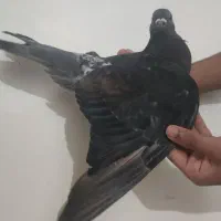 کبوتر کله سبز