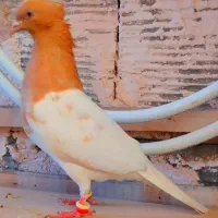 صید و رنگه و آلمانی