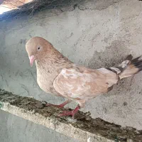 کله ای برنجی زرد ماده
