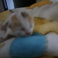 گربه