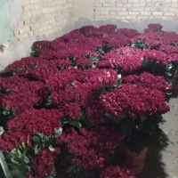 گل رز|گل و گیاه طبیعی|خمین, |دیوار