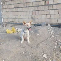 سگ نگهبان پاکوتاه