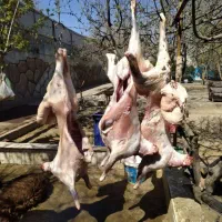 آف ۱۰ %محرم  ،گوسفند بَلوچی ،افشار زنده/خونی