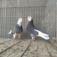 کفتر پرشی قم