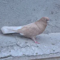 سبز و زرد هردو نر