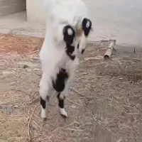 بز نر