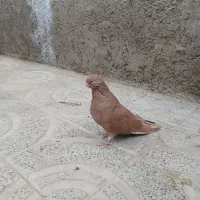 سرخ نر کشیده