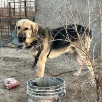 واگذاری سگ نکهبان