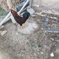 خروس نیمچه لاری
