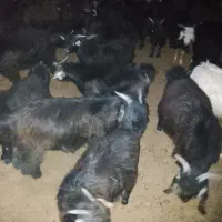بزغاله سبک وزن