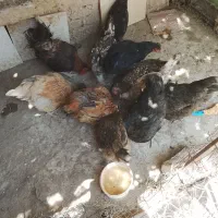 مرغ و خروس محلی