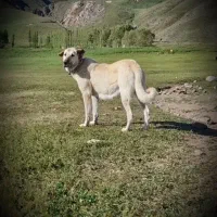 سرابی