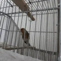 سهره قناری لر بخون