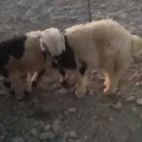 میش بره