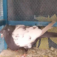 سینه سیاه ماده زیبا