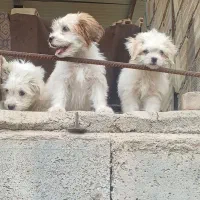 توله نر.پاکوتاه پشمالو