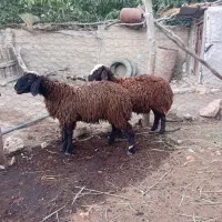 بره افشاری