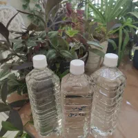 گلاب سنتی اعلا