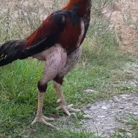 خروس لاری